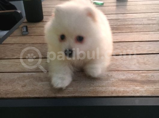 2 Aylık Erkek Pomeranian Teddy Bear görsel